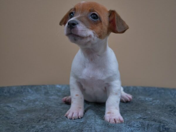 Jack Russell Terrier DOG Female BROWN/WH 24994 Petland Racine, Wisconsin