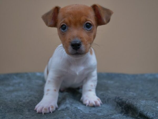 Jack Russell Terrier-DOG-Male-BROWN/WH-24993-Petland Racine, Wisconsin