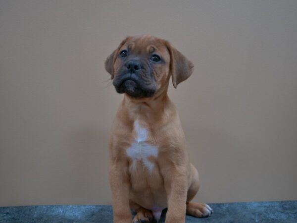 Boxer/Dogue De Bordeaux-DOG-Male-Mahogany-24990-Petland Racine, Wisconsin