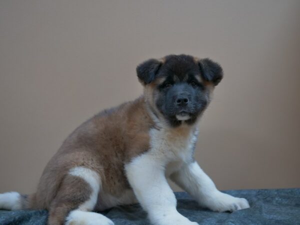 Akita DOG Female Black / White 24989 Petland Racine, Wisconsin