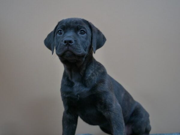 Cane Corso DOG Male Black Brindle 24987 Petland Racine, Wisconsin