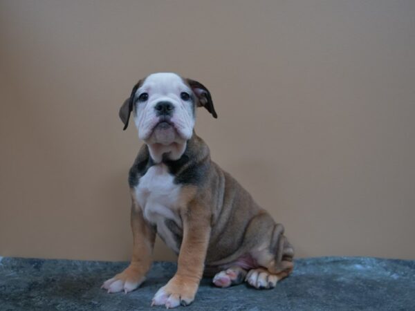 Victorian Bulldoge-DOG-Male-Red Fawn-24983-Petland Racine, Wisconsin