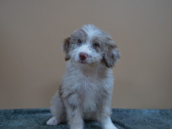 Poodle/Australian Shepherd-DOG-Female-Red Merle / White-24982-Petland Racine, Wisconsin