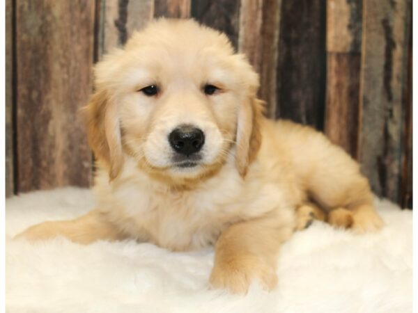 Golden Retriever-DOG-Male-Golden-15971-Petland Racine, Wisconsin
