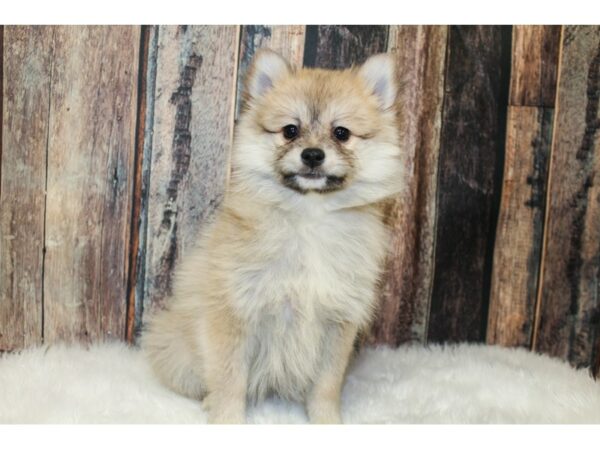 Pomeranian/American Eskimo DOG Female Brown 15972 Petland Racine, Wisconsin