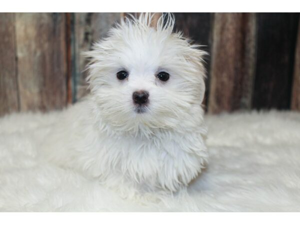 Maltese-DOG-Female-White-15977-Petland Racine, Wisconsin