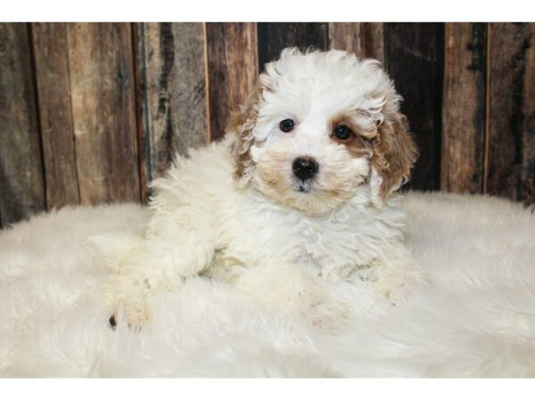 Goldendoodle Mini 2nd Gen-DOG-Female-Cream-15978-Petland Racine, Wisconsin