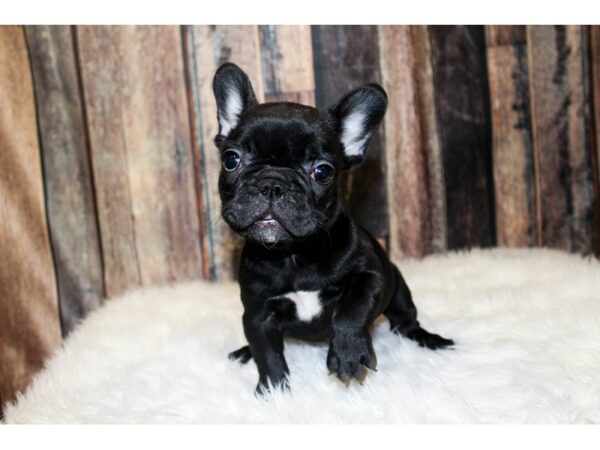 French Bulldog-DOG-Female-Black-15979-Petland Racine, Wisconsin