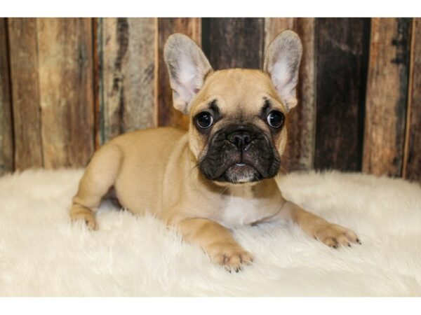 French Bulldog-DOG-Male-Fawn-15980-Petland Racine, Wisconsin