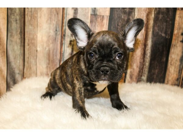 French Bulldog-DOG-Male-Black/Brindle-15981-Petland Racine, Wisconsin