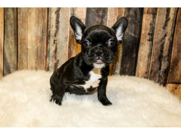 French Bulldog-DOG-Female-Black-15982-Petland Racine, Wisconsin