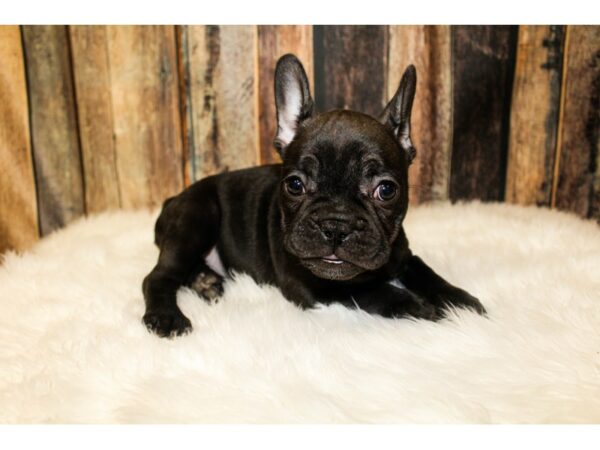 French Bulldog-DOG-Female-Black-15983-Petland Racine, Wisconsin