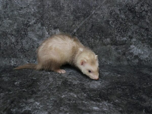 Ferret-FERRET-Female--25009-Petland Racine, Wisconsin