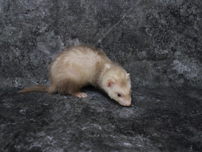 View Ferret Puppy Photos Petland Racine, Wisconsin