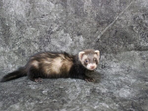 Ferret-FERRET-Male--25007-Petland Racine, Wisconsin