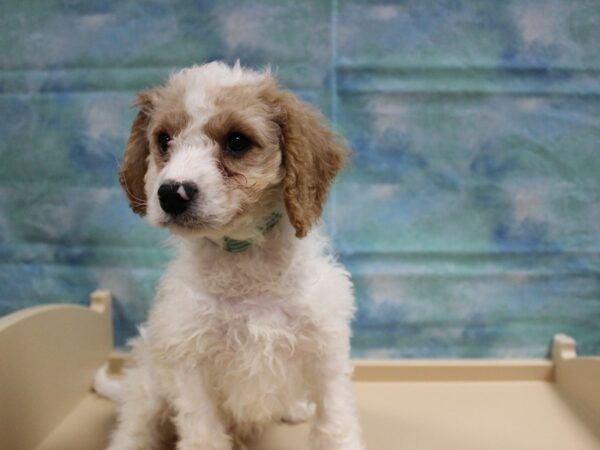 Cavadoodlepoo-DOG-Male-BLEN-25037-Petland Racine, Wisconsin