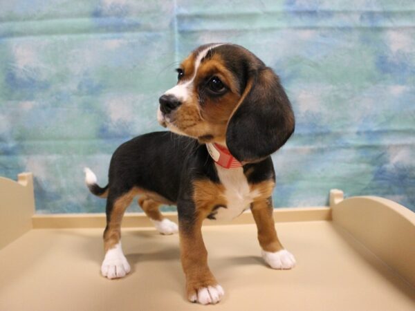 CavaBea-DOG-Female-Black / White-25022-Petland Racine, Wisconsin