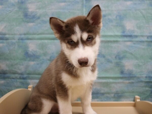 Siberian Husky-DOG-Male-Red / White-25027-Petland Racine, Wisconsin