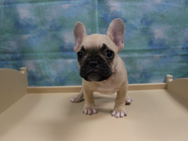 French Bulldog-DOG-Female-FAWN/BLK MASK-25040-Petland Racine, Wisconsin