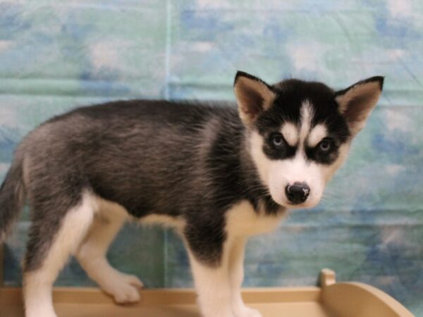 Siberian Husky-DOG-Female-Black / White-25029-Petland Racine, Wisconsin