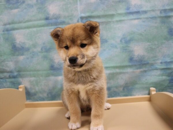 Shiba Inu-DOG-Male-Red-25026-Petland Racine, Wisconsin