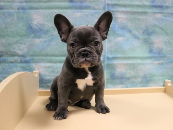 French Bulldog-DOG-Male-Blue-25031-Petland Racine, Wisconsin