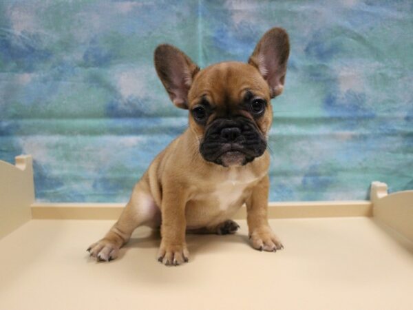 French Bulldog-DOG-Female-Fawn-25032-Petland Racine, Wisconsin