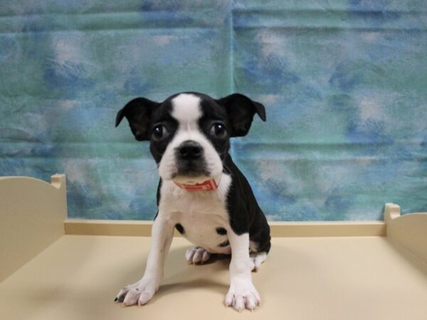 Boston Terrier-DOG-Female-BLK/WH-25034-Petland Racine, Wisconsin