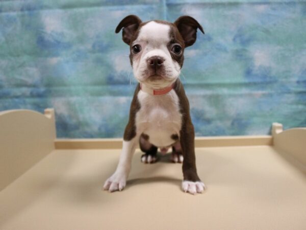 Boston Terrier-DOG-Male-RD/WH-25033-Petland Racine, Wisconsin