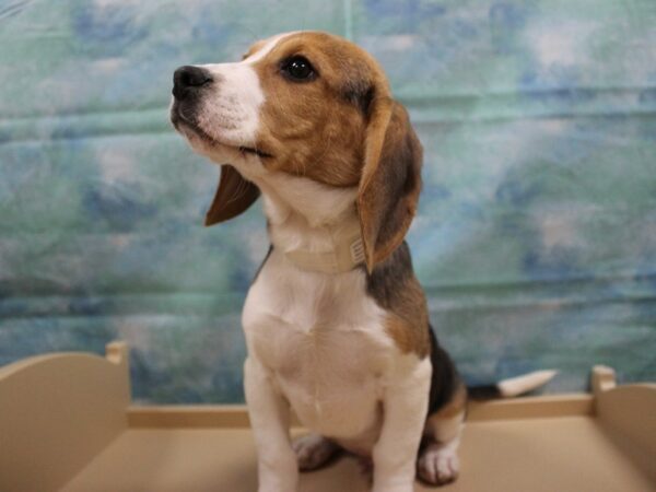 Beagle DOG Male Tri-Colored 25021 Petland Racine, Wisconsin