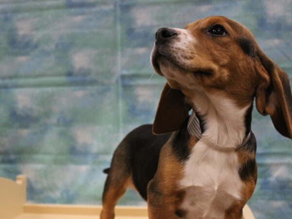 Beagle-DOG-Male-Tri-Colored-25020-Petland Racine, Wisconsin