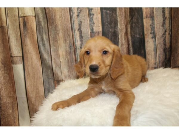 Golden Retriever-DOG-Male-Red-15986-Petland Racine, Wisconsin