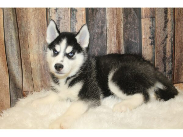 Siberian Husky-DOG-Male-Black / White-15989-Petland Racine, Wisconsin