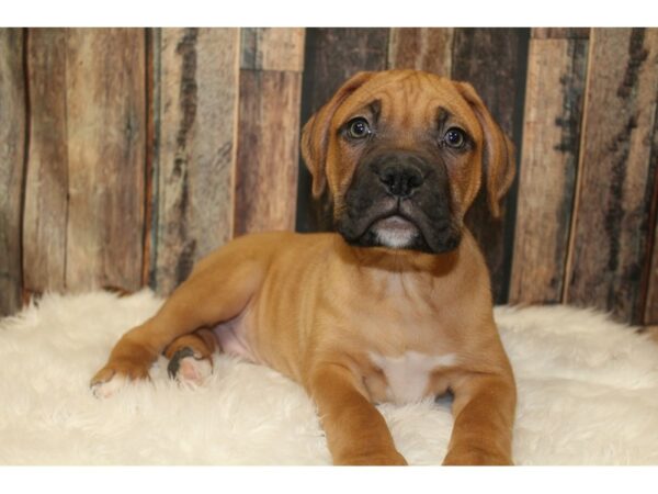 Boxer/Dogue De Bordeaux DOG Male Fawn 15991 Petland Racine, Wisconsin