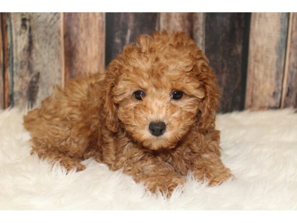 Poodle-DOG-Female-Red-15992-Petland Racine, Wisconsin