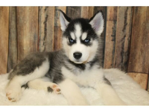 Siberian Husky-DOG-Male-Black / White-15994-Petland Racine, Wisconsin