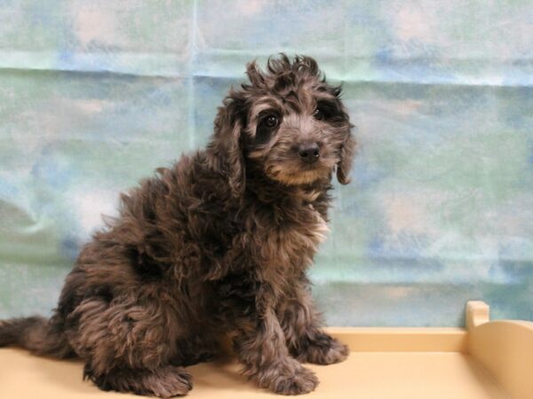 Mini Bernadoodle-DOG-Female-Chocolate Merle-25055-Petland Racine, Wisconsin