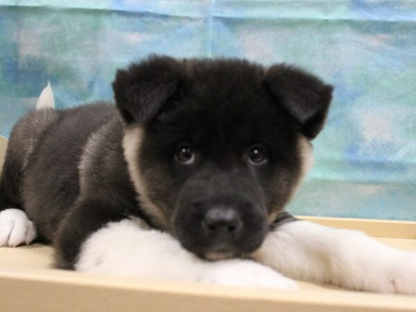 Akita DOG Female Dark Brown 25047 Petland Racine, Wisconsin