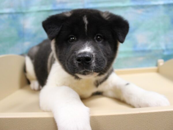 Akita DOG Male Black 25046 Petland Racine, Wisconsin