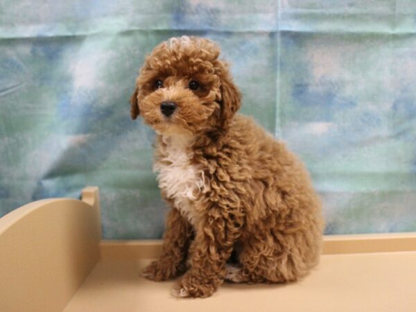 Poodle-DOG-Male-Cream-25048-Petland Racine, Wisconsin