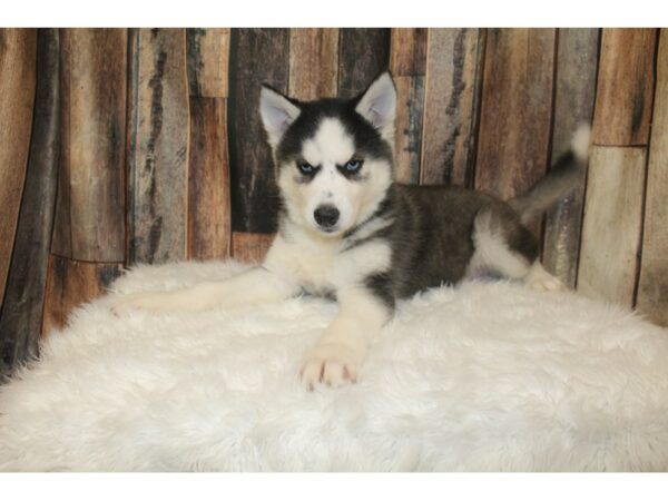Siberian Husky-DOG-Female-Black & White-15995-Petland Racine, Wisconsin