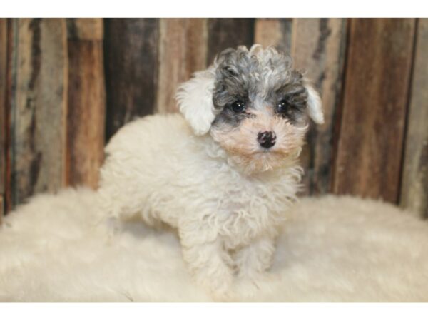 Poodle-DOG-Female-White / Black-15996-Petland Racine, Wisconsin