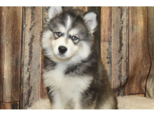 American Eskimo Dog/Siberian Husky-DOG-Male-Black / White-15997-Petland Racine, Wisconsin