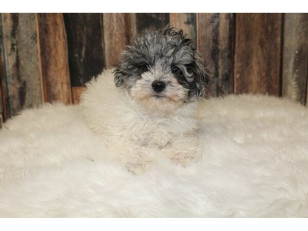 Poodle-DOG-Male-Blue Merle-16000-Petland Racine, Wisconsin