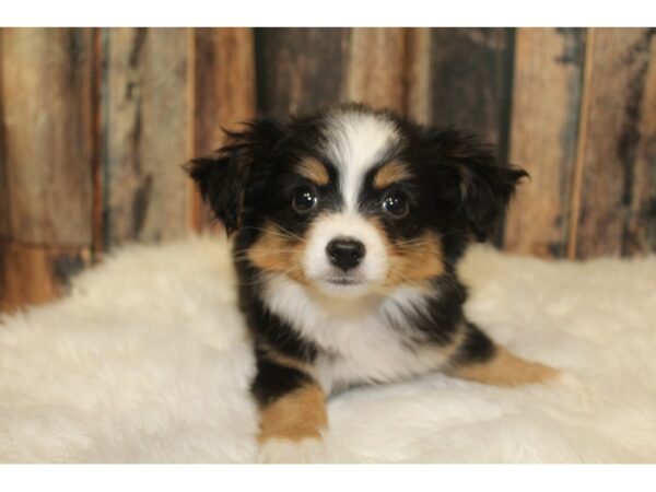 Toy Australian Shepherd DOG Male Black / Tan 16001 Petland Racine, Wisconsin