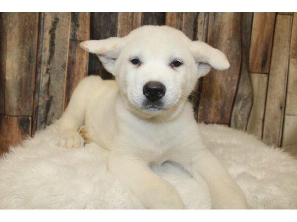 Akita DOG Male White 16002 Petland Racine, Wisconsin