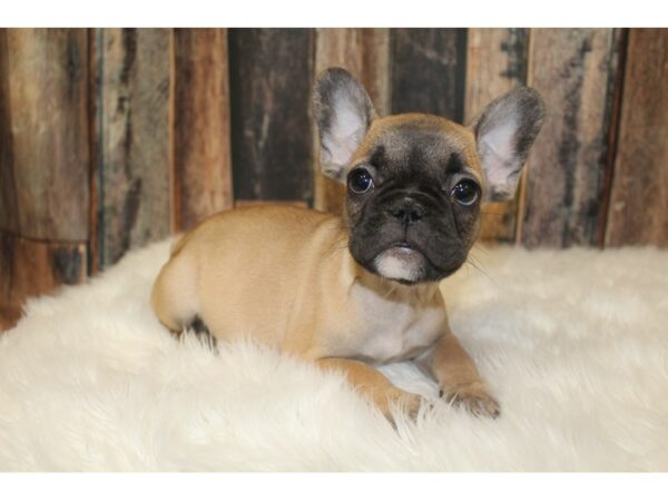 French Bulldog-DOG-Male-Sable-16003-Petland Racine, Wisconsin