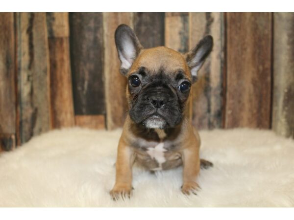 French Bulldog-DOG-Male-Sable-16004-Petland Racine, Wisconsin