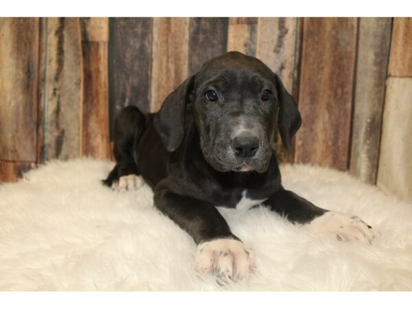 Great Dane DOG Female Black 16005 Petland Racine, Wisconsin