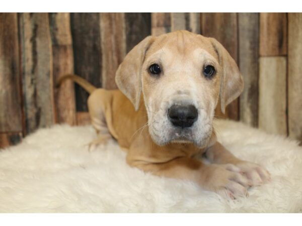 Great Dane DOG Female Fawn 16006 Petland Racine, Wisconsin